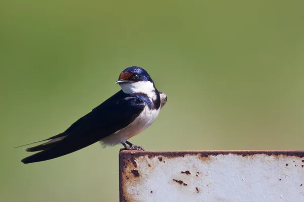 Weißkehlschwalbe sitzend — Stockfoto