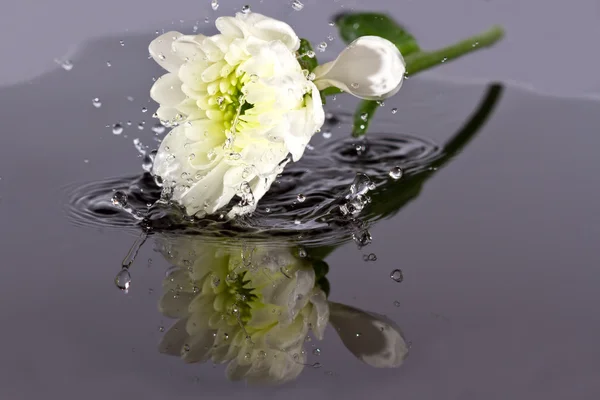 Witte bloem vallen in water — Stockfoto