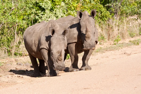 Два носорога стоят на дороге — стоковое фото