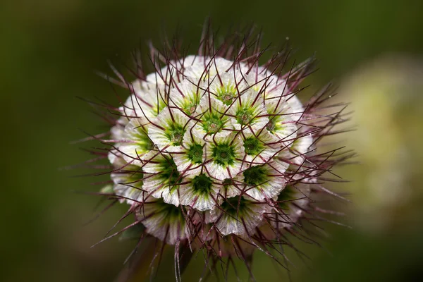 Kleine Blütenknospe mit grünen und weißen Stacheln — Stockfoto