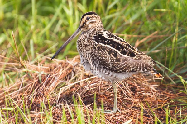 Snipe africano em zonas húmidas — Fotografia de Stock