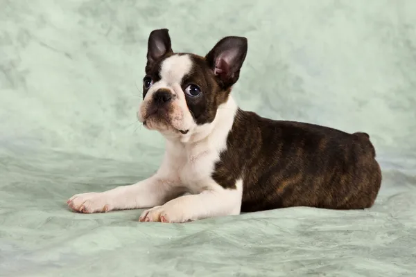 Boston terrier cachorro tumbado — Foto de Stock