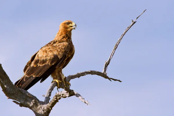 Águila de Walhlberg sentada en la rama — Foto de Stock