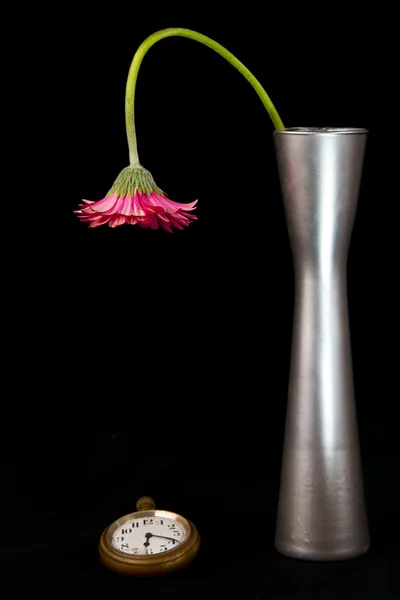 Flor rosa mirando el reloj — Foto de Stock