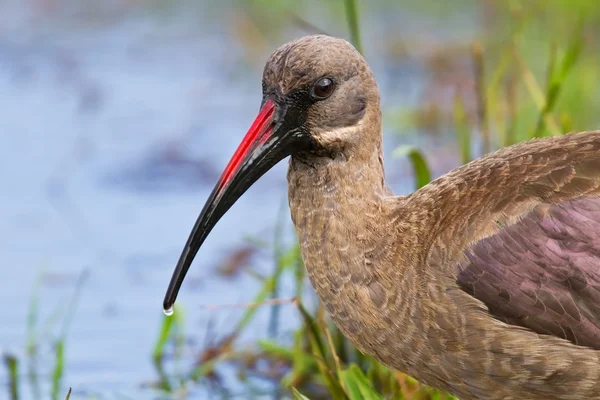 Hadeda ibis closeup wading — Stock Photo, Image