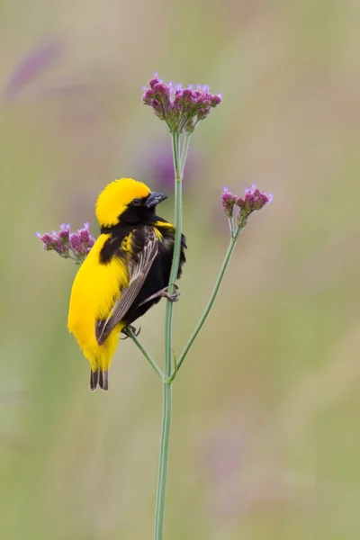 Golden bishop sit on grass — Stock Photo, Image