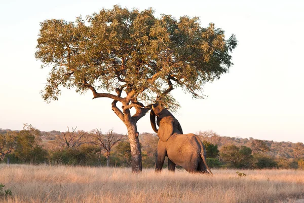 Марула-слон — стоковое фото