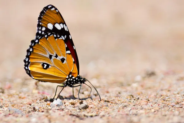 Mariposa sentada en el suelo — Foto de Stock