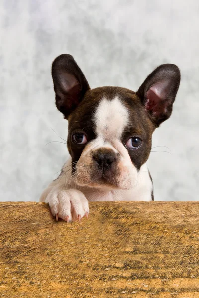 Boston, MA - Balki, a Boston terrier owned by Pawsh Dog Boutique & News  Photo - Getty Images