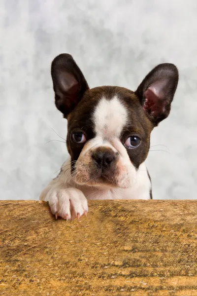 Boston terrier jogo de cachorro — Fotografia de Stock