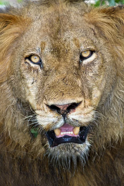 Wütender Löwe starrt — Stockfoto