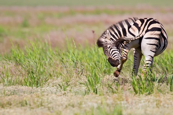 Zebra staande in de natuur — Stockfoto