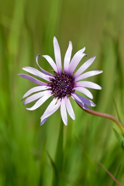 Lila blomma makro — Stockfoto