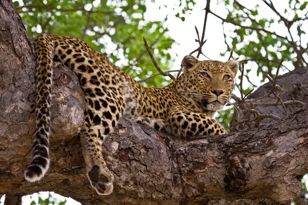 Leopardo acostado en el árbol — Foto de Stock