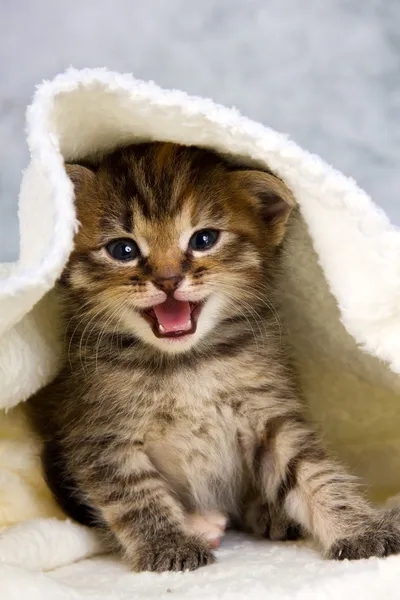 Kitten closed in towel — Stock Photo, Image