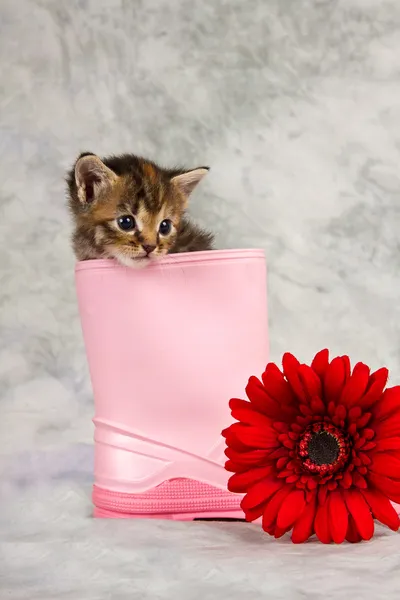 Kitten in water shoe — Stock Photo, Image