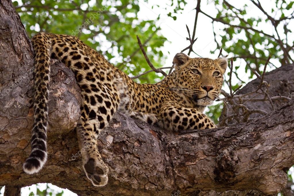 Leopard lying in tree
