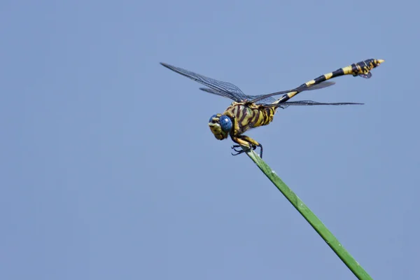 Macro of dragonfly sitting — Stock Photo, Image