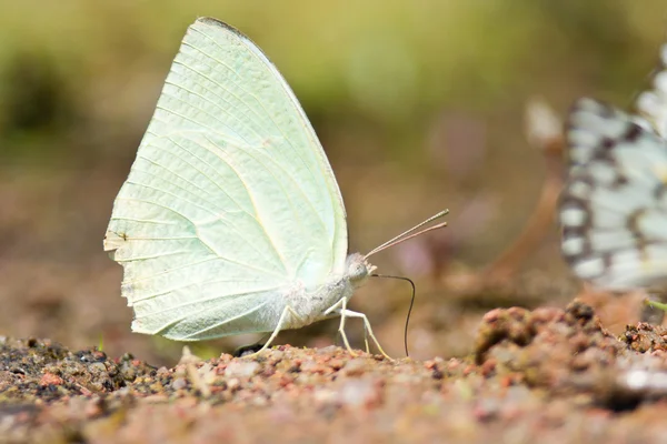 Motyl, siedzący na ziemi — Zdjęcie stockowe