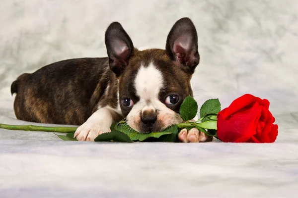 Boston Terriër pup vast — Stockfoto