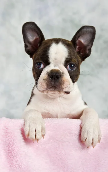 Boston terrier puppy looking out of box — Stock Photo, Image