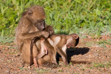 annesiyle oynayan bebek maymun