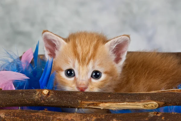 Kitten in basket — Stock Photo, Image