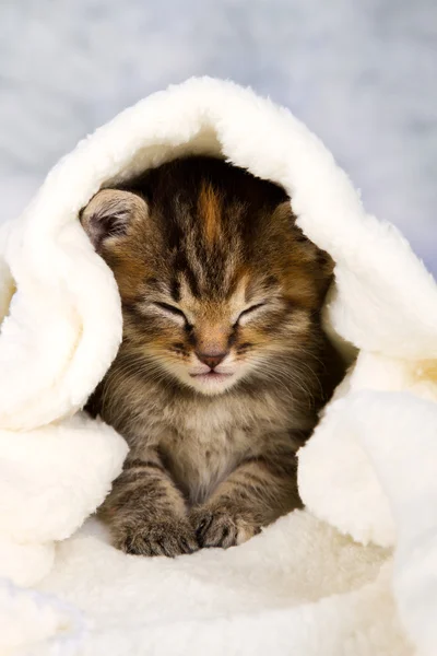 Kitten gesloten in handdoek — Stockfoto