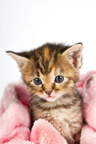 Gatinho em toalha rosa — Fotografia de Stock