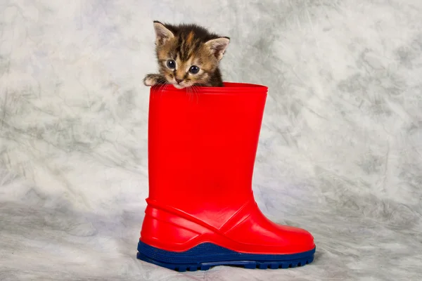 Chaton en chaussure d'eau — Photo