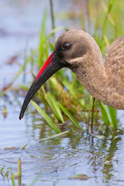 Hadeda ibis closeup — Stock Photo, Image