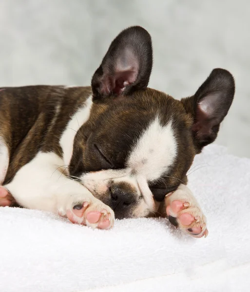 Boston terrier sleeping in white towels — Stock Photo, Image