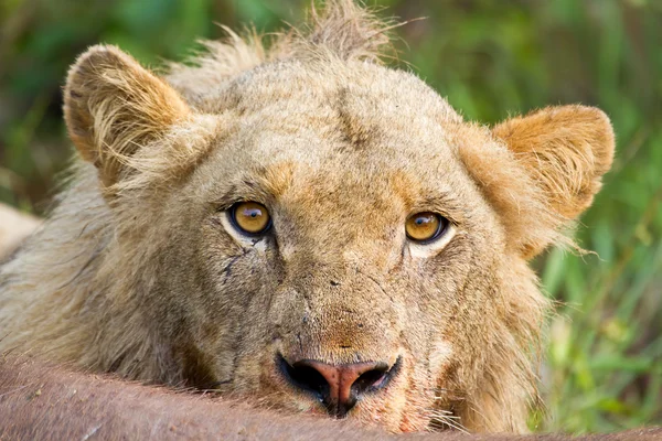 Angry lion stare portrait closeup hungry upset yellow eyes — Stock Photo, Image