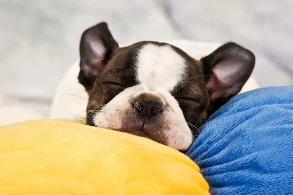 Boston terrier cucciolo sonno Foto Stock