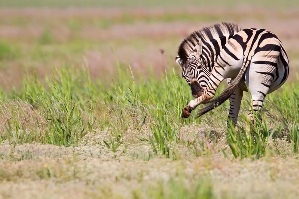 Zebra staande in de natuur — Stockfoto