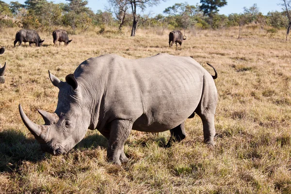 Rinocerul merge pe iarbă câmpie — Fotografie, imagine de stoc