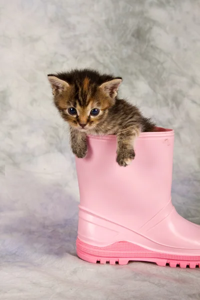 Kitten in water shoe — Stock Photo, Image