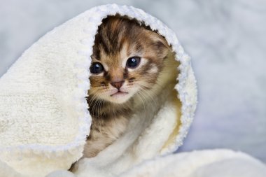 havlu kapalı yavru kedi