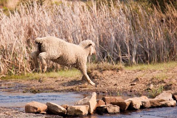 Ovce chůze na farmě — Stock fotografie