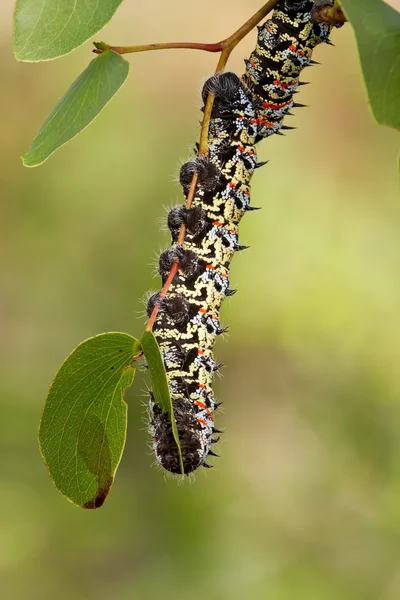Мопанский червь на листе — стоковое фото