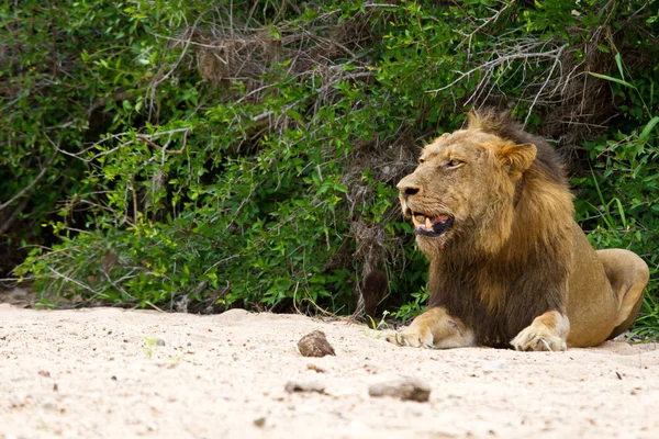 Male lion rest on river bed — Stock Photo, Image