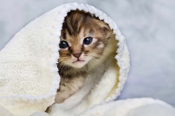 Havlu kapalı yavru kedi — Stok fotoğraf