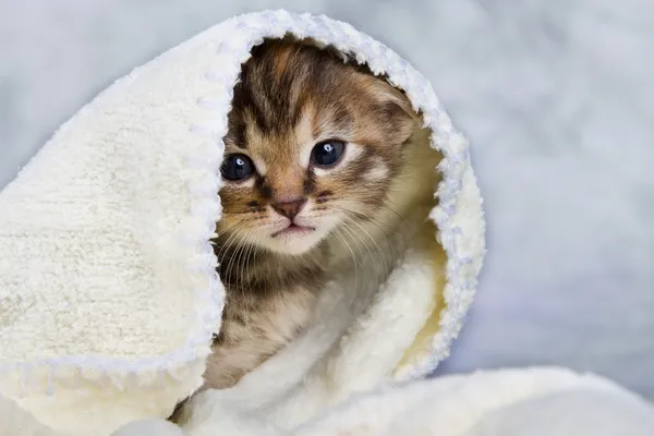 Chaton fermé dans la serviette — Photo