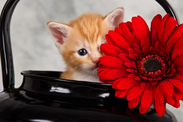 Gatinho em chaleira preta — Fotografia de Stock