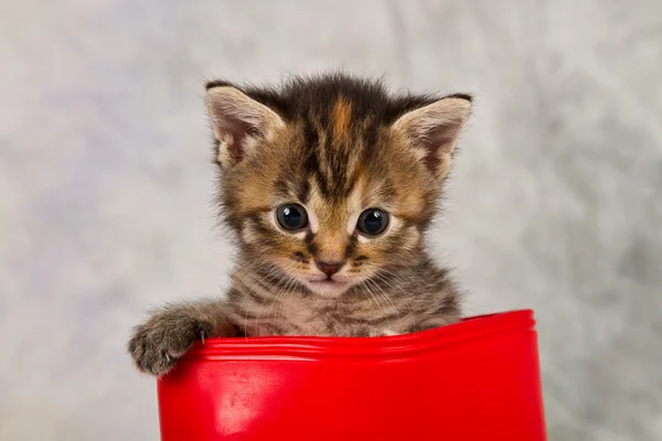 Kitten in water shoe — Stock Photo, Image