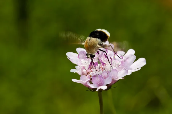 Macro di insetto marrone — Foto Stock