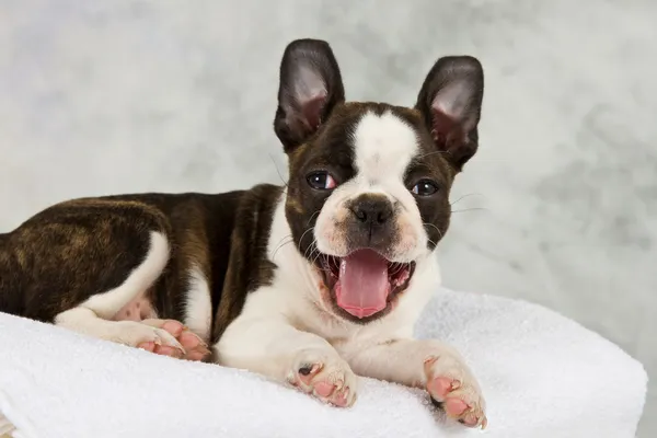 Boston Terriër liggend op witte towels handdoeken — Stockfoto