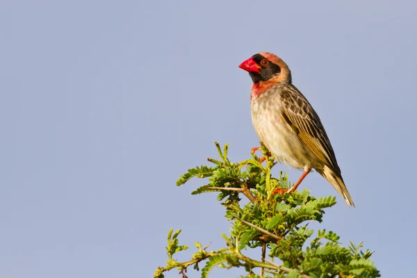 Rode bille quelea zittend op groene branch — Stockfoto