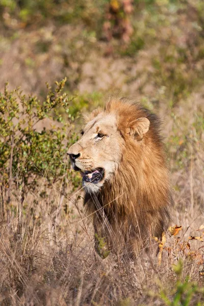 Lion mâle marche dans l'herbe brune — Photo