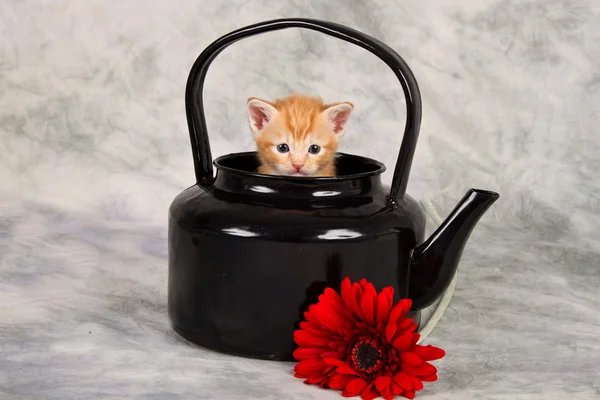 Kitten in black kettle — Stock Photo, Image